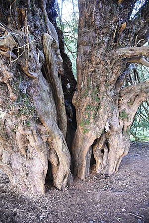 Ankerwycke-Yew-east-view