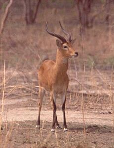 Antilope-boundiali