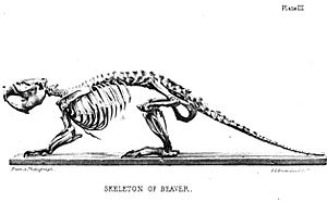 Beaverbones