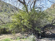 Berberis harrisoniana 001