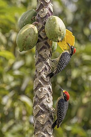 Black-cheeked woodpeckers (Melanerpes pucherani) female feeding on wild papaya with male Orange Walk