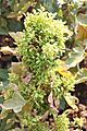 Brinjal Little leaf phytoplasma