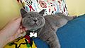 British Shorthair Smiling