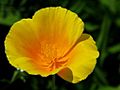 California Poppy (3772276269)