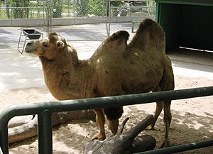 Camel at Lagoon.JPG