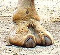 Camelsfootforexceedinglyimportantarticle