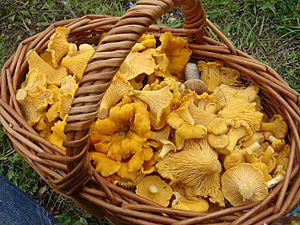 Cantharellus cibarius