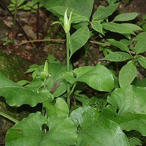 Cardiocrinum cordatum (bud)