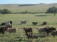 Cattle grazing Ochiltree County, TX IMG 6050