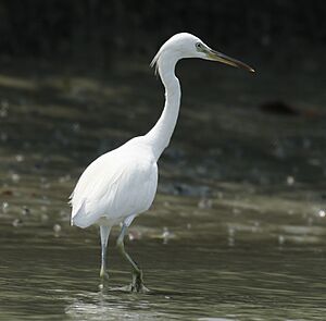 Chinese Egret