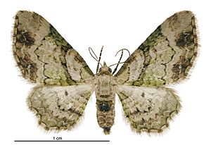 Chloroclystis sphragitis female.jpg