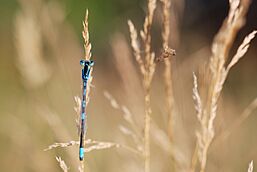 Coenagrion scitulum (4890919188)