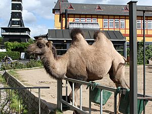 Copenhagen Zoo