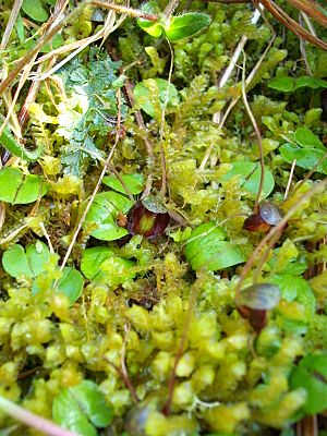 Corybas confusus Lehnebach.jpg