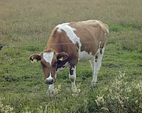 Cow 00