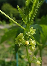 Cyclanthera pedata kz01