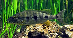 DKoehl Boulengerochromis microlepis.jpg