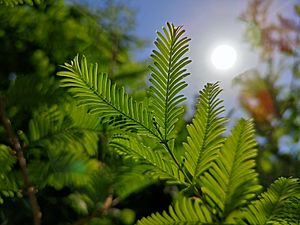 Dawn redwood