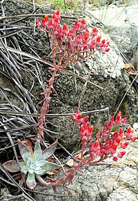 Dudleya cymosa 1