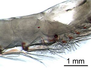 Euphausia gills