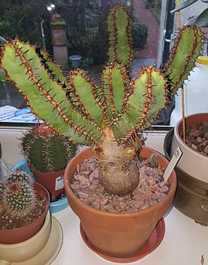 Euphorbia Canariensis