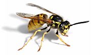 European wasp white bg02.jpg