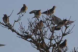 Fieldfare flock