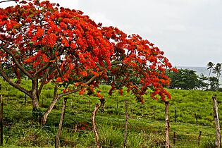 Flamboyan en Puerto Rico