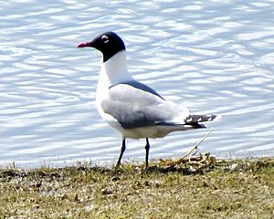 Franklin's Gull, Calgary.jpg