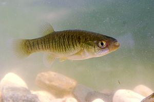 Fundulus heteroclitus