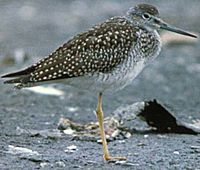 GreaterYellowlegs23