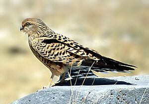 Greater Kestrel Namibia.jpg