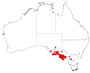 Hakea rostrataDistMap121.png