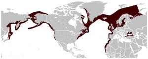 Harbour Porpoise Phocoena phocoena distribution map.png