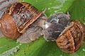 Helix aspersa mating