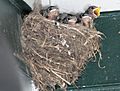 Hirundo rustica 14105