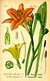 Illustration Hemerocallis fulva0