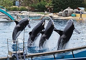 Killer whales in Marineland