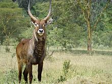 Kobus ellipsiprymnus in Lake Nakuru