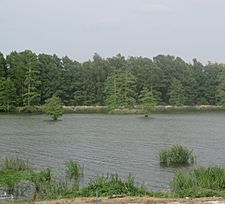 Lake St. Joseph in Newellton, LA (2013) IMG 7476 2