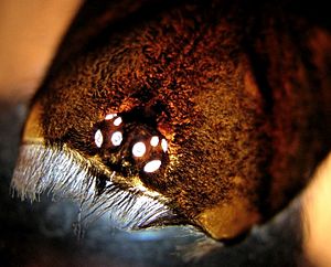 Lasiodora parahybana, eyes