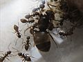 Lasius-niger-colony