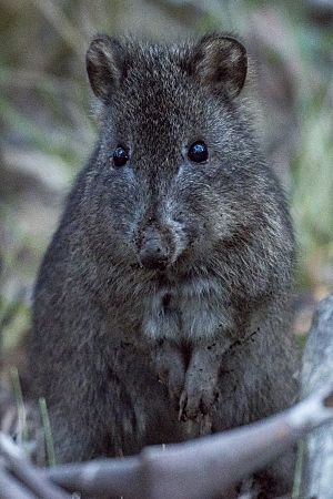 Long-nosed potoroo.jpg