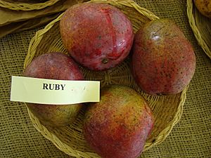 Mango Ruby Asit fs8.jpg