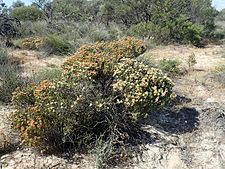 Melaleuca dichroma habit