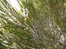 Melaleuca eleuterostachya (leaves, flowers, fruits)