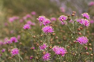 Melaleuca psammophila.jpg