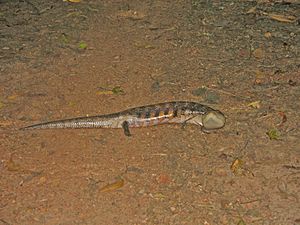 Northern Blue-tongued Skink.jpg