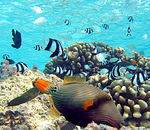 Orange-lined Triggerfish3