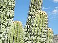 Pachycereus fulviceps (5753610505).jpg